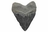 Fossil Megalodon Tooth - Very Heavy River Meg #221784-2